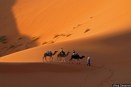 Adrouine, Meknès-Tafilalet, Morocco, camel caravan, camels, caravan, clouds, Marokko