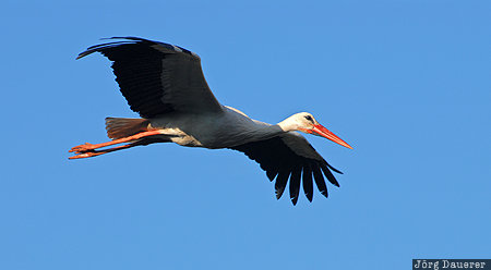 Morocco, Rabat, Rabat-Salé-Zemmour-Zaër, stork, animal, bird, blue sky, Marokko, Rabat-Sale-Zemmour-Zaer