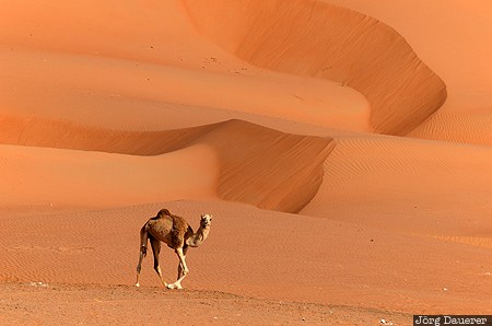 desert, evening light, Hawiyah, Oman, OMN, pattern, Ramlat al-Wahiba