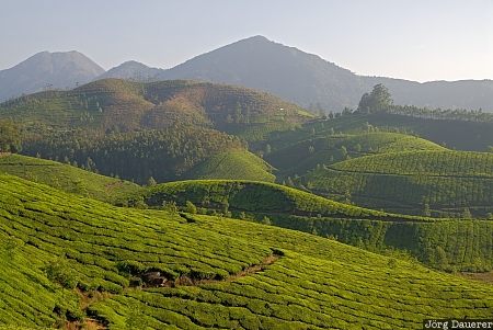 evening light, field, garden, green, hills, India, mountains, Kerala