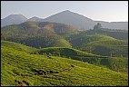 Munnar Tea Gardens