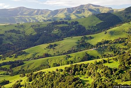 Akaroa, New Zealand, banks peninsula, Canterbury, green, green hills, rolling hills, Neuseeland