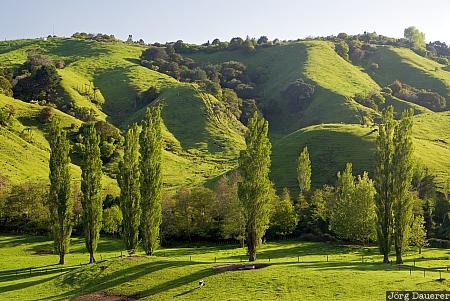 New Zealand, Bay of Plenty, Whakatane, Ohope, blue sky, farmland, green