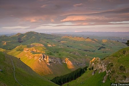Green Farmland New Zealand, North Island, Havelock North, Hawke's Bay, farmland, green, morning light, Neuseeland