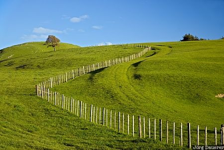 Fence and Farmland New Zealand, Wellington, Gladstone, blue sky, clouds, farmland, fence, Neuseeland