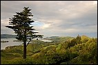 Tree and Farmland