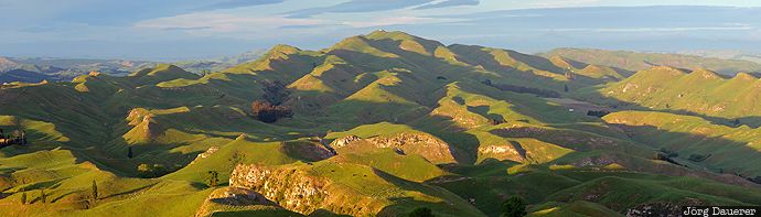 green, Green Farmland, Havelock North, hawk's bay, hills, morning light, New Zealand, Neuseeland