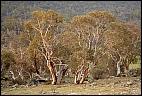 Snow Gum trees