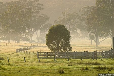 Australia, New South Wales, Tathra, morning light, tree, fog, Australien