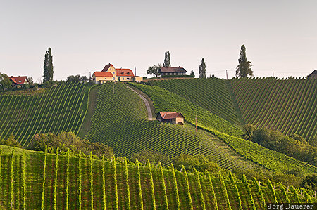 Glanz Vineyards Austria, AUT, Glanz an der Weinstraße, morning light, Styria, vineyard, wine, Österreich, Steiermark, Glanz an der Weinstrasse, Oesterreich
