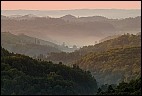 Morning fog over the vineyard