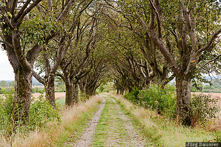 DEU, Germany, Thuringia, Thüringen, alley, avenue of Trees, dirt road, Kefferhausen, Deutschland, Thueringen