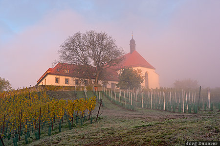 Vogelsburg Bavaria, DEU, Escherndorf, Germany, Nordheim am Main, fog, morning fog, Deutschland, Bayern