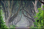 Dark Hedges