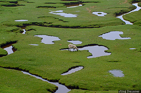 GBR, green, Harris, Hebrides, Lewis and Harris, Northton, Outer Hebrides, United Kingdom, Scotland, Großbritannien, Vereinigtes Königreich, Schottland, Grossbritannien, Vereinigtes Koenigreich