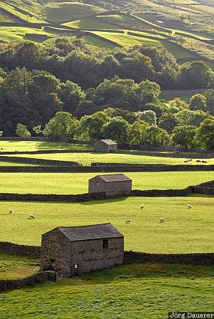 United Kingdom, England, Yorkshire Dales, trees, green, drystone wall, meadow, Yorkshire, Swaledale, Großbritannien, Vereinigtes Königreich, Grossbritannien, Vereinigtes Koenigreich