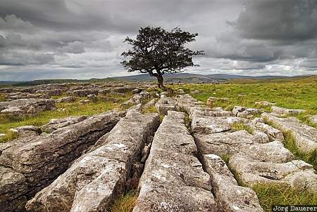 United Kingdom, England, Yorkshire Dales, sky, dark clouds, tree, limestone, Yorkshire, Großbritannien, Vereinigtes Königreich, Grossbritannien, Vereinigtes Koenigreich