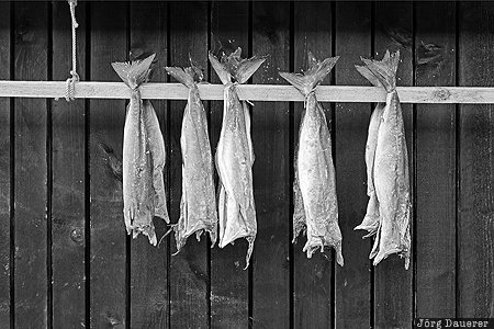 Dried Stockfish Faroe Islands, FRO, Gjógv, dried fish, Dried Stockfish, Eysturoy, north atlantic, Färöer-Inseln, Gjogv, Faeroeer-Inseln