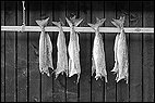 Dried Stockfish