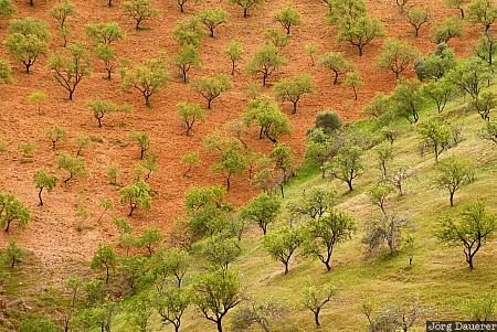 Andalusia, Los Chaulines, Sorvilan, Spain, green, pattern, red, Spanien, Espana, Andalucia, Andalusien
