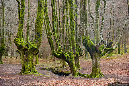 ESP, Basque Country, Beech, Hayedo Otzarreta, moss, Otzarreta Forest, trees, Spain, Ubide, Spanien, Espana