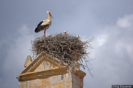 Castilla - Leon, ESP, Spain, Toro, animal, bird, dark clouds, Spanien, Espana