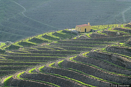 Douro, Douro river, evening light, PinhÃ£o, valley, vineyard, wine, Portugal, Vila Real