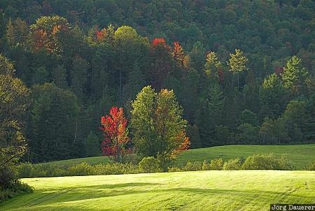 Tree, autumn color, red, foliage, Vermont green mountains, New England, United States, Vermont, USA, Vereinigte Staten, VT