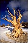 Bristlecone Pine