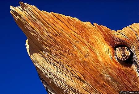 Silhouette Ancient Bristlecone Pine Forest, White Mountains, silhouette, California, United States, tree, blue sky, USA, Vereinigte Staten, Kalifornien, CA
