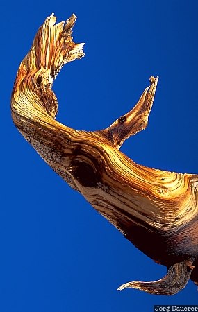 Ancient Bristlecone Pine Forest, White Mountains, silhouette, California, United States, blue sky, tree, USA, Vereinigte Staten, Kalifornien, CA