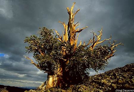 Ancient Bristlecone Pine Forest, White Mountains, clouds, storm, California, United States, tree, USA, Vereinigte Staten, Kalifornien, CA