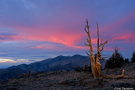 Bristlecone Pine Bishop, California, Laws, United States, USA, Ancient Bristlecone Pine Forest, Bristlecone Pine, Vereinigte Staten, Kalifornien, CA