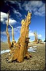 Bristlecone Pines