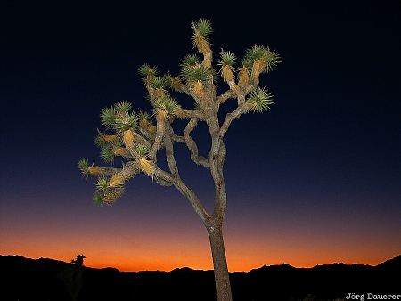 Joshua Tree Joshua Tree National Park, Joshua Tree, sunset, flash, California, fill flash, flash gun, United States, USA, Vereinigte Staten, Kalifornien, CA