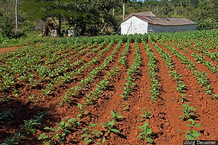Tobacco Field CUB, Cuba, Pinar del Río, San Vicente, Viñales Valley, earth, fields, Viñales, Kuba, Pinar del Rio, Vinales