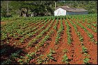 Tobacco Field
