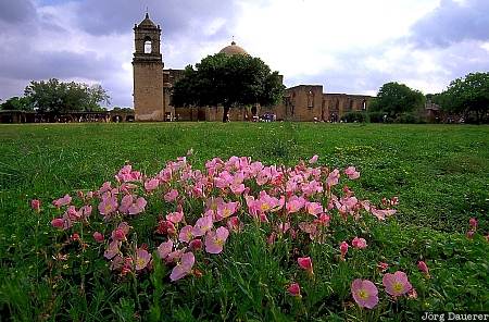 Mission San Jose, United States, Texas, Mission Trail, San Antonio, flowers, USA, Vereinigte Staten, TX