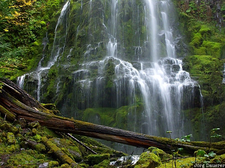 Belknap Springs, Blue River, cascade range, cascades, flowing water, green, moss, United States, Oregon, USA, Vereinigte Staten, OR