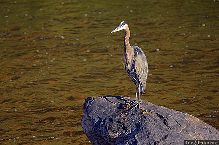 Oregon, Terrebonne, United States, USA, animal, bird, Crooked River, Vereinigte Staten, OR