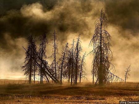 dead trees, tree, trees, fog, thermal feature, Firehole Lake Drive, Yellowstone National Park, United States, Wyoming, USA, Vereinigte Staten, WY