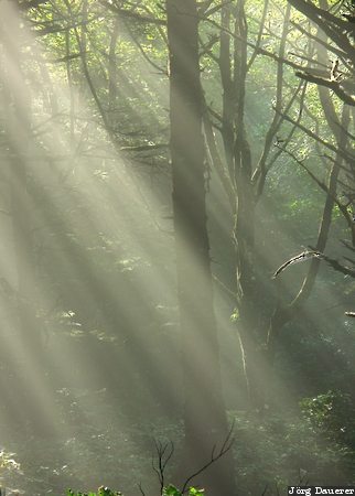 United States, Oregon, Ecola State Park, Cannon Beach, mist, fog, trees