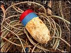 Buoy and ropes