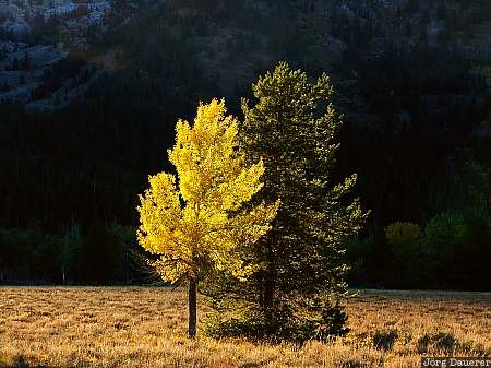 autumn colors, indian summer, leaves, fall colors, colorful tree, Grand Teton National Park, Wyoming