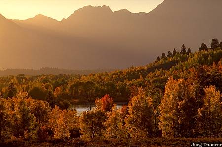 autumn colors, indian summer, leaves, Grand Teton National Park, Wyoming, United States, WY, USA, Vereinigte Staten