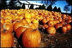 Pumpkins in Canada