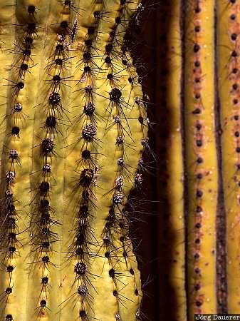 Organ pipe cactus, Organ Pipe Cactus National Monument, detail, Cactus, Arizona, United States, AZ, USA, Vereinigte Staten