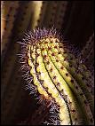 Organ Pipe Cactus