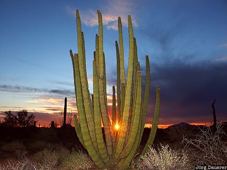 Organ Pipe Cactus National Monument, organ pipe cactus evening light, star, flash, Arizona, United States, fill flash, USA, Vereinigte Staten, AZ