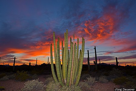 Organ Pipe Cactus Ajo, Arizona, Lukeville, United States, USA, evening light, flash, Vereinigte Staten, AZ
